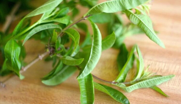 عشبة اللويزة الليمونية